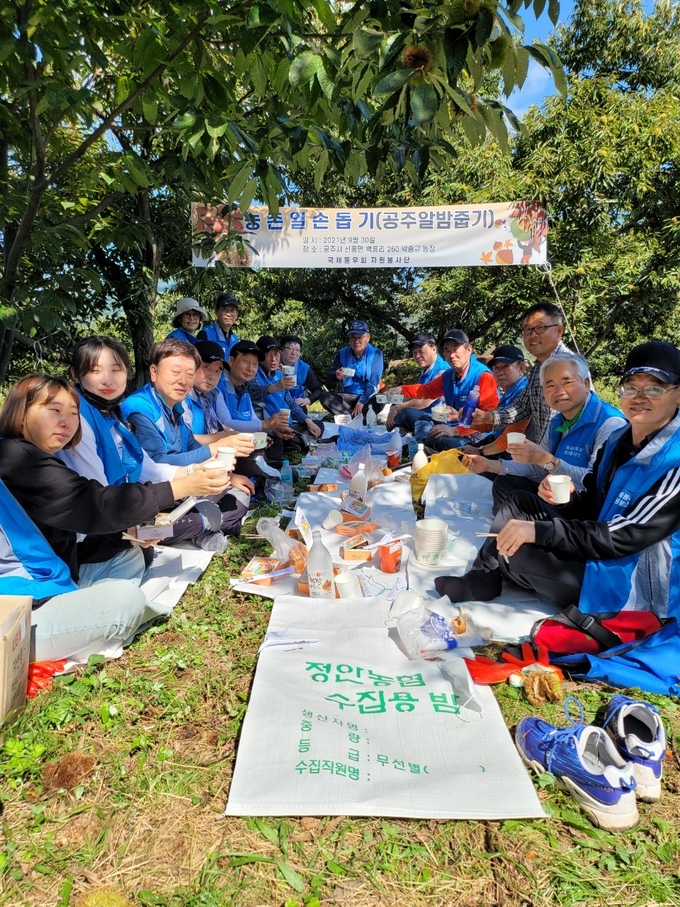 이날 참여자들은 약 500㎏의 밤 수확을 도운 후 밤을 직접 구매했다. 