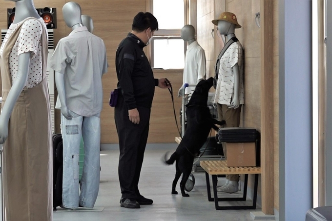 관세청 탐지견훈련센터에서 개최된 제8회 탐지견 경진대회에서 마약을 탐지하고 있는 관세청팀.