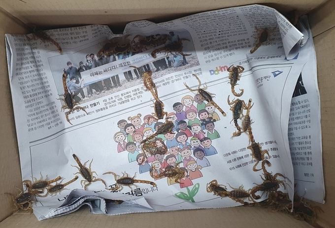 국제우편물로 밀반입하다 세관에 적발된 전갈.(사진=인천세관)