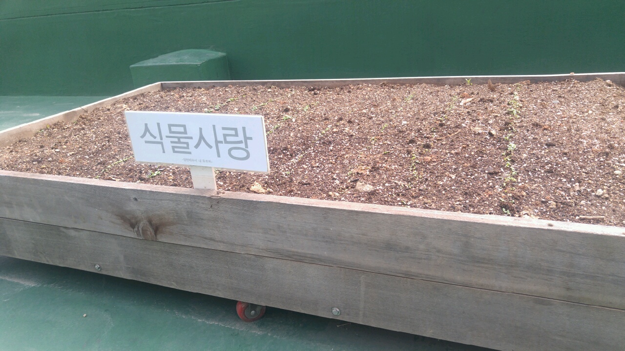 직원들이 씨앗을 뿌린 화단에 새싹이 자라난 모습.