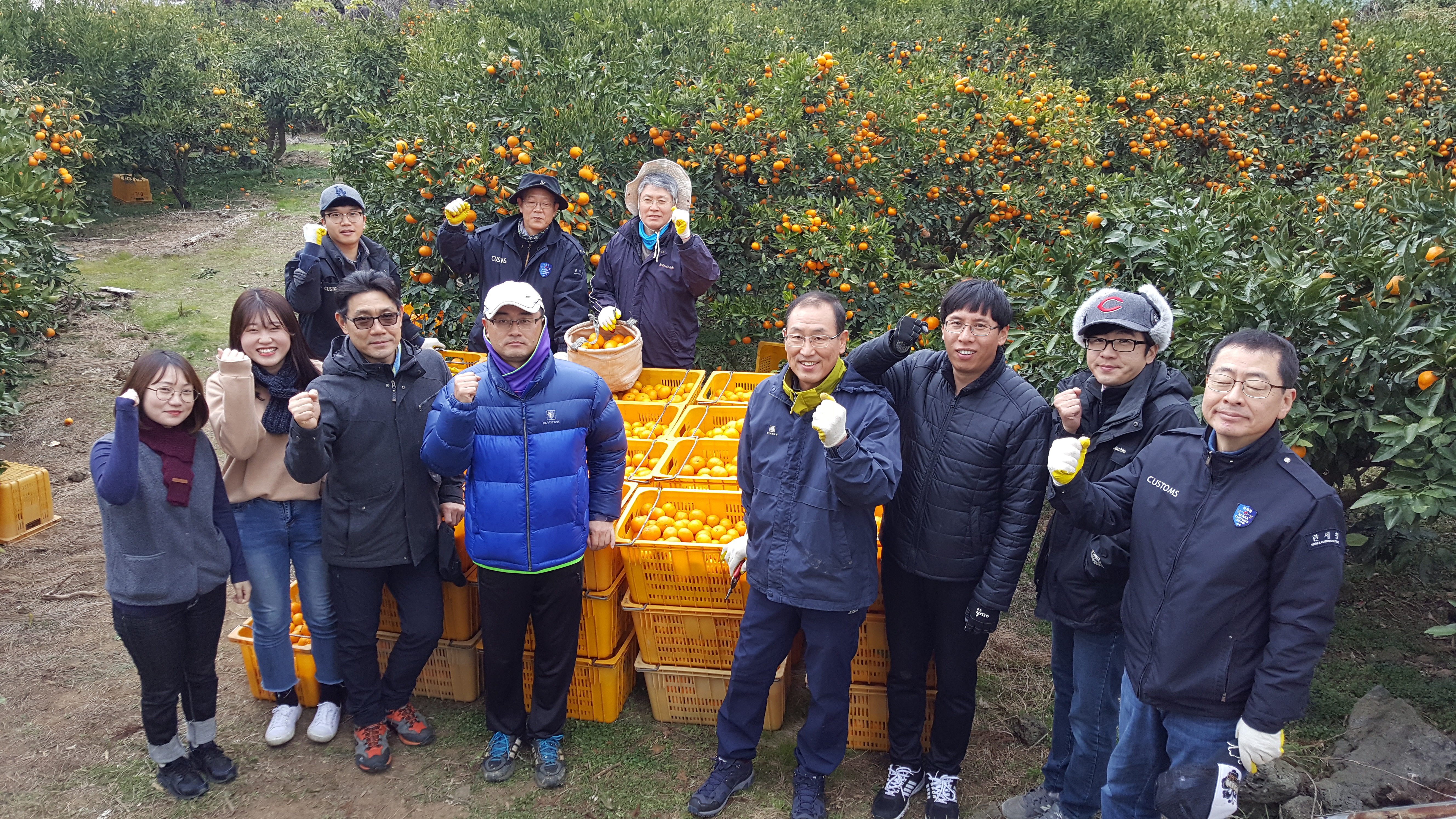 제주세관은 지난 1일 제주시 애월읍 납읍리에 위치한 감귤 농가를 찾아 감귤 수확기 부족한 일손 돕기 봉사활동을 전개했다.