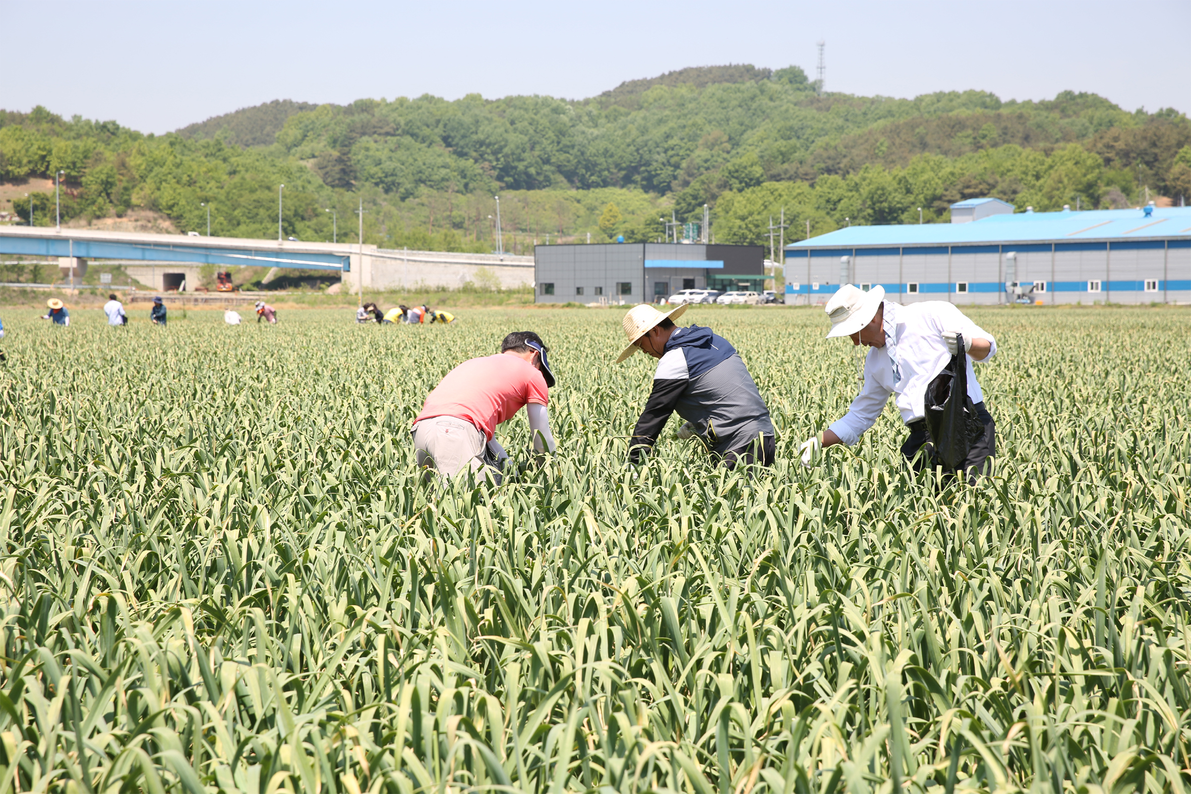 대전청은 지난 10일 공주시 우성면 동대리 소재 마을을 찾아 '행복나눔 농촌 일손 돕기' 봉사활동을 펼쳤다.